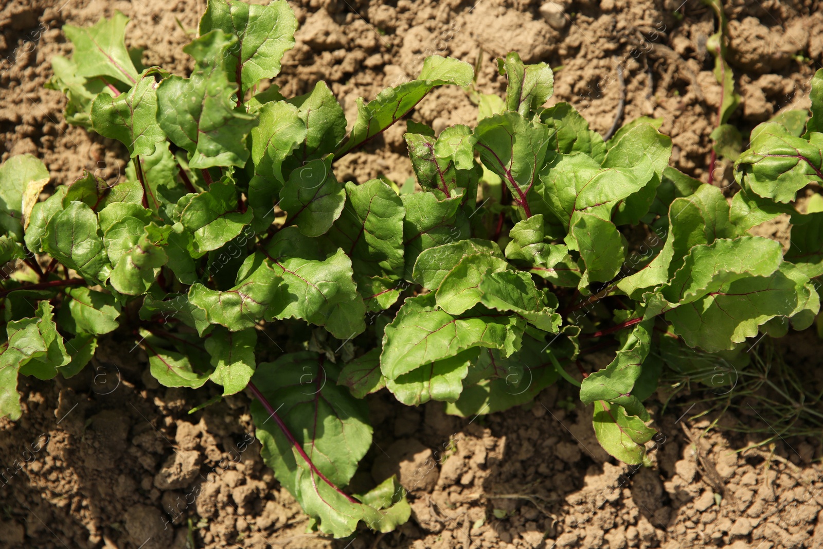 Photo of Beetroot plants with green leaves growing in field, above view