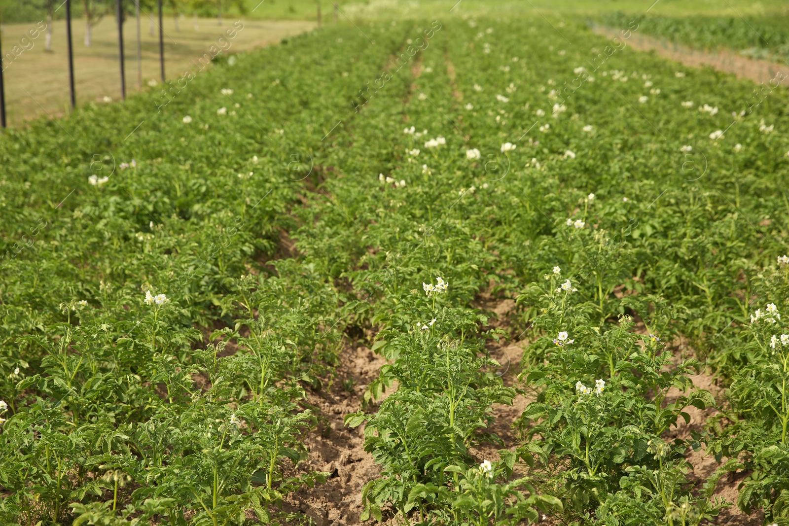 Photo of Potato plants with green leaves growing in field