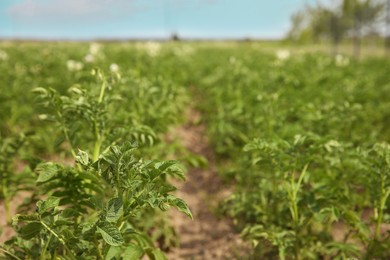 Photo of Potato plants with green leaves growing in field, selective focus