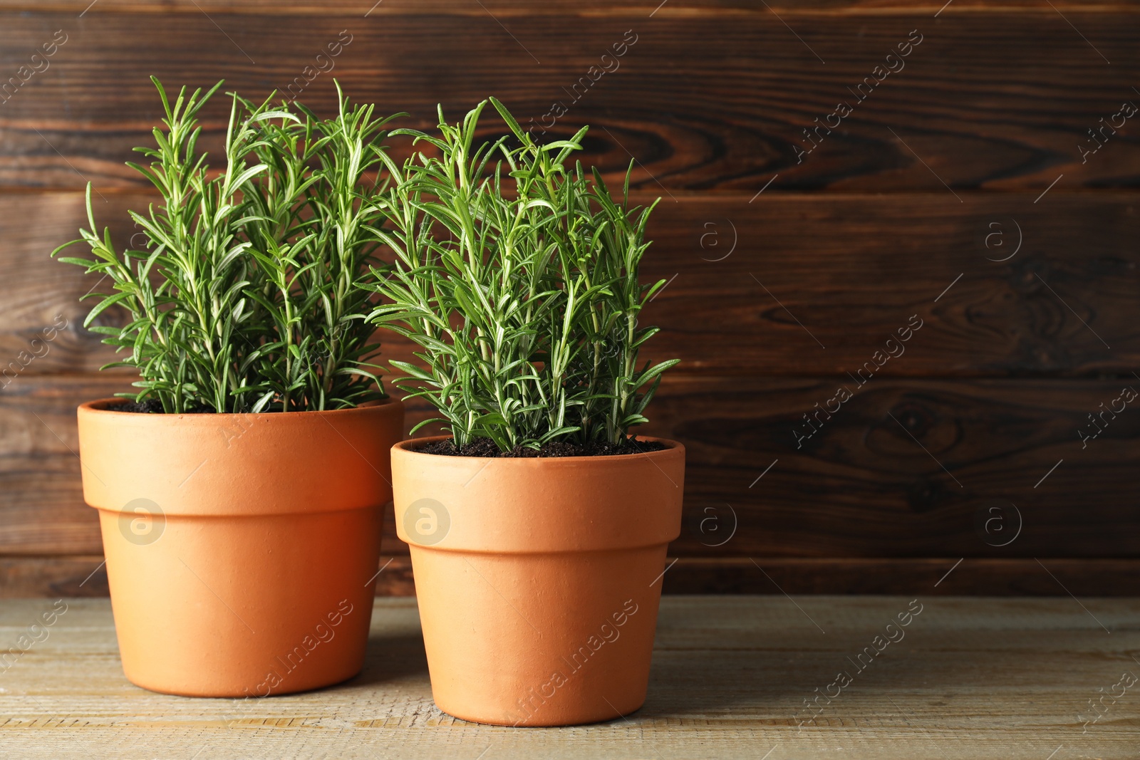 Photo of Rosemary plants growing in pots on wooden table, space for text. Aromatic herb