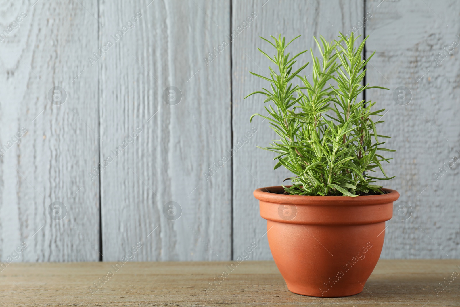 Photo of Rosemary plant growing in pot on wooden table, space for text. Aromatic herb