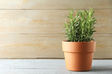 Photo of Rosemary plant growing in pot on grey wooden table, space for text. Aromatic herb