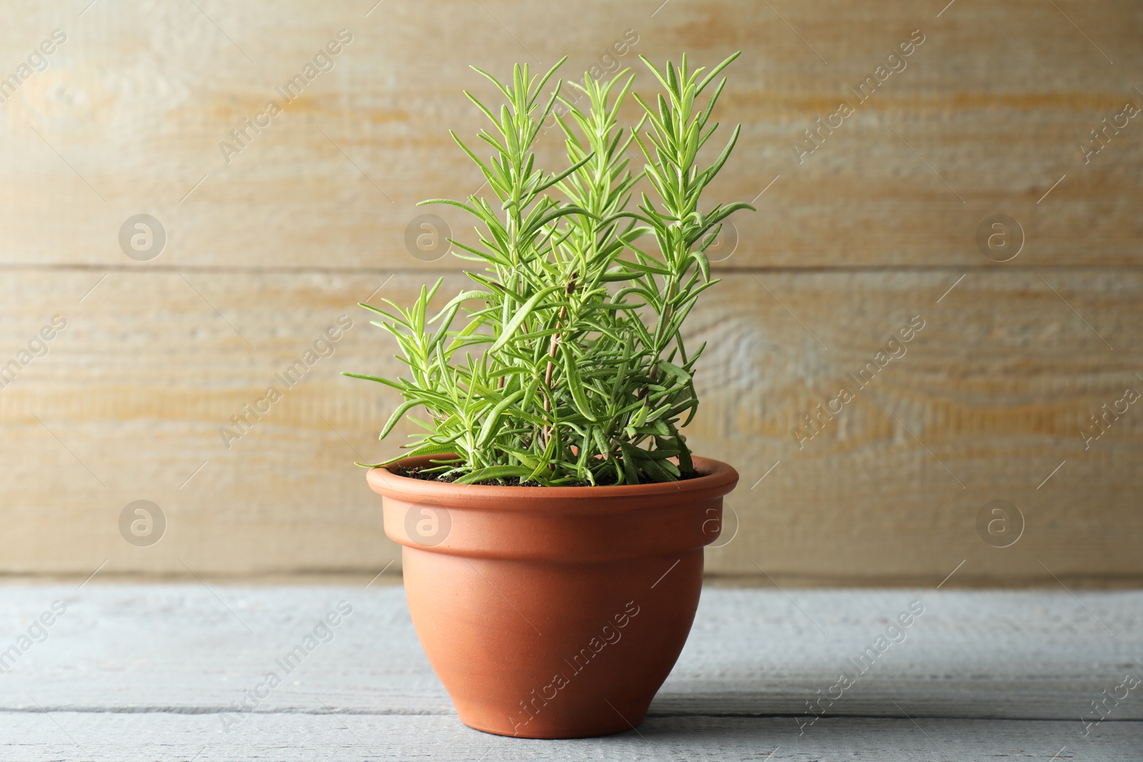 Photo of Rosemary plant growing in pot on grey wooden table. Aromatic herb