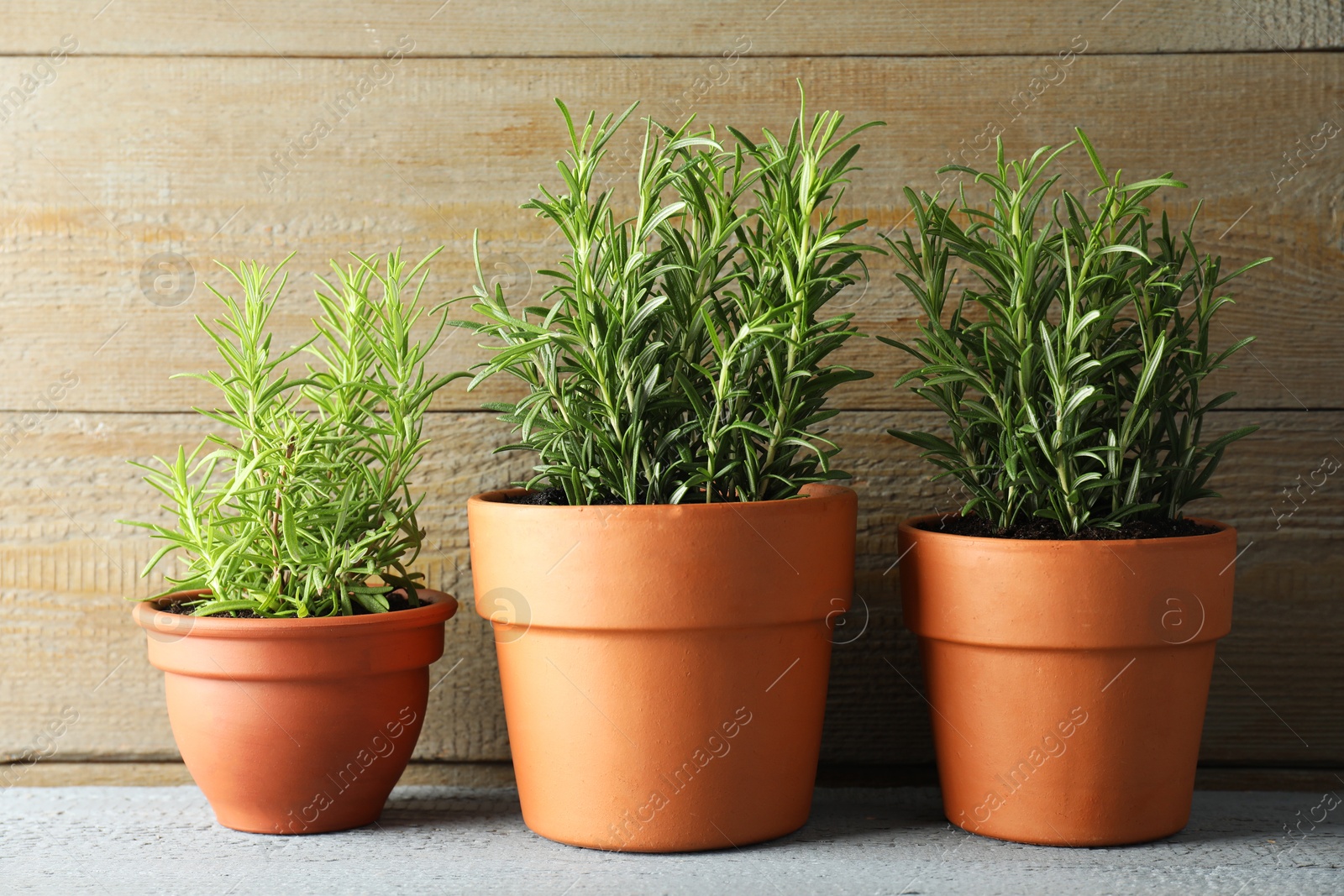 Photo of Rosemary plants growing in pots on grey wooden table. Aromatic herb