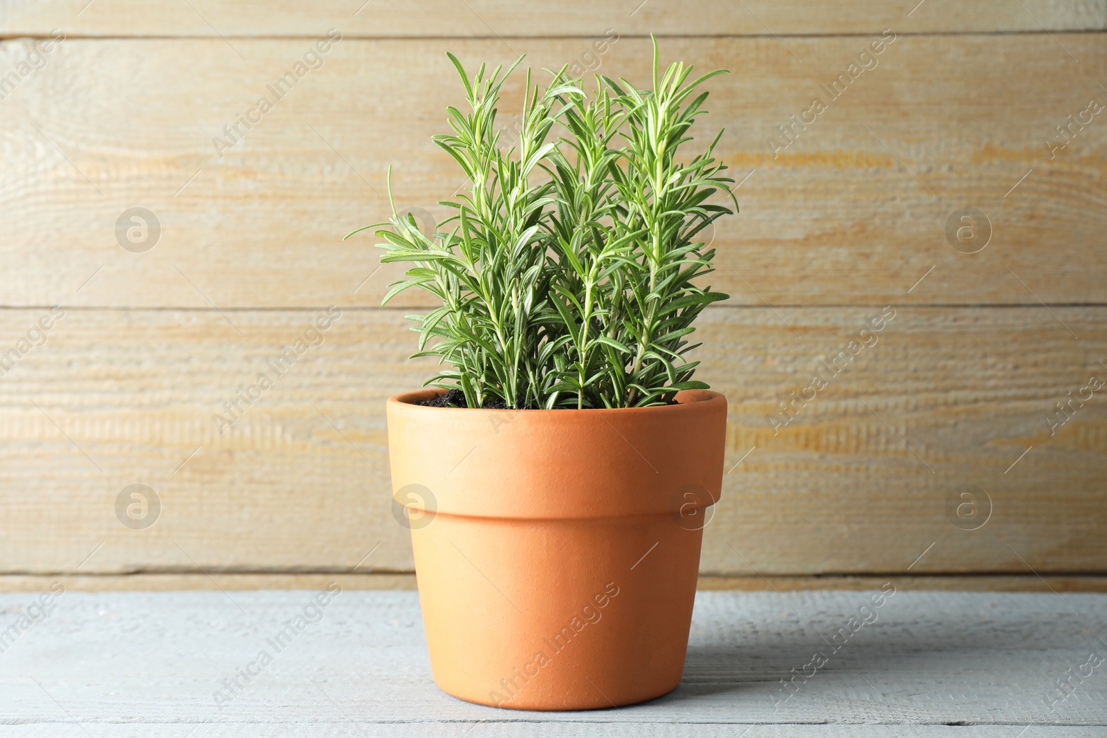 Photo of Rosemary plant growing in pot on grey wooden table. Aromatic herb