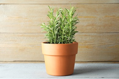 Photo of Rosemary plant growing in pot on grey wooden table. Aromatic herb