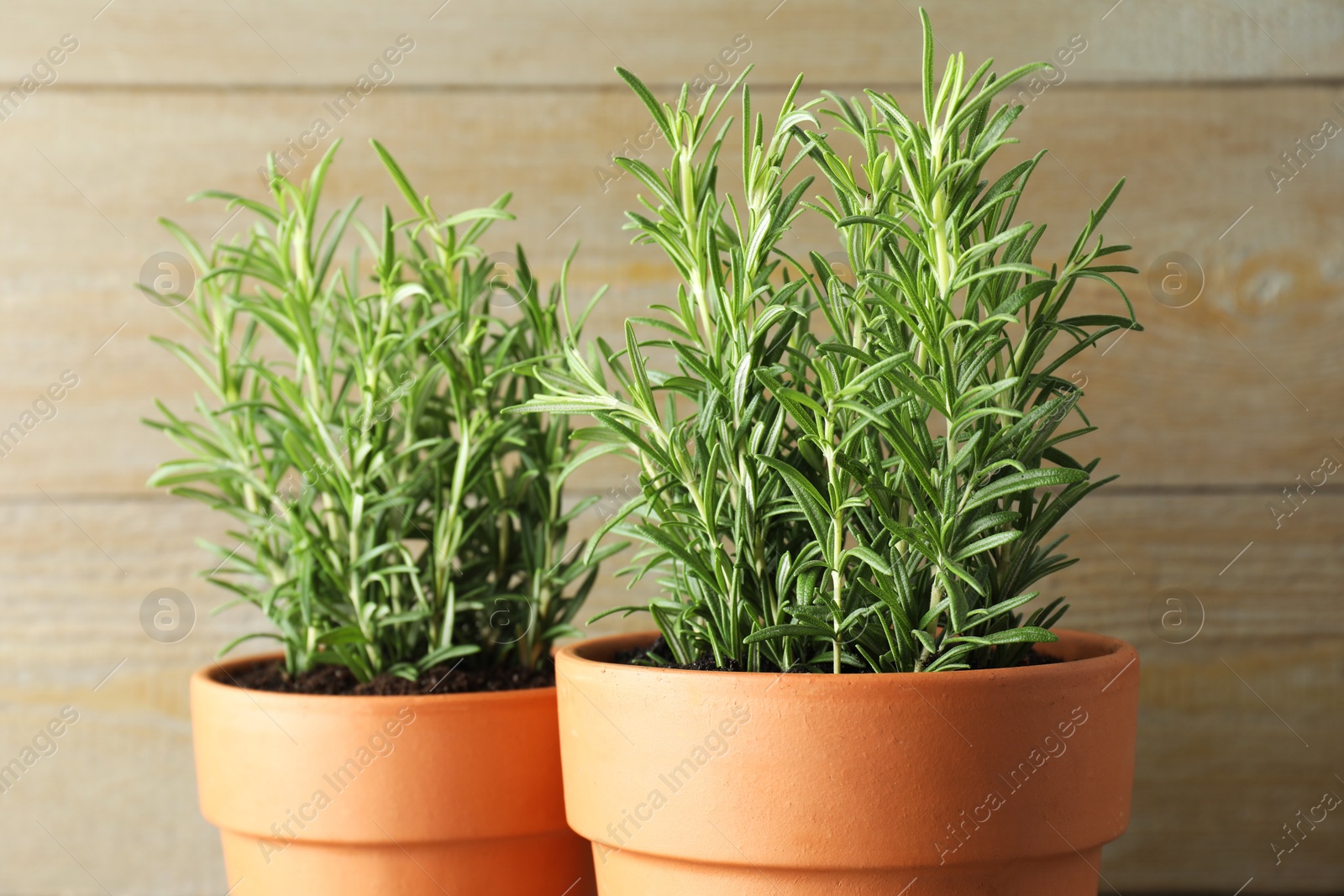 Photo of Rosemary plants growing in pots on wooden background, closeup. Aromatic herb