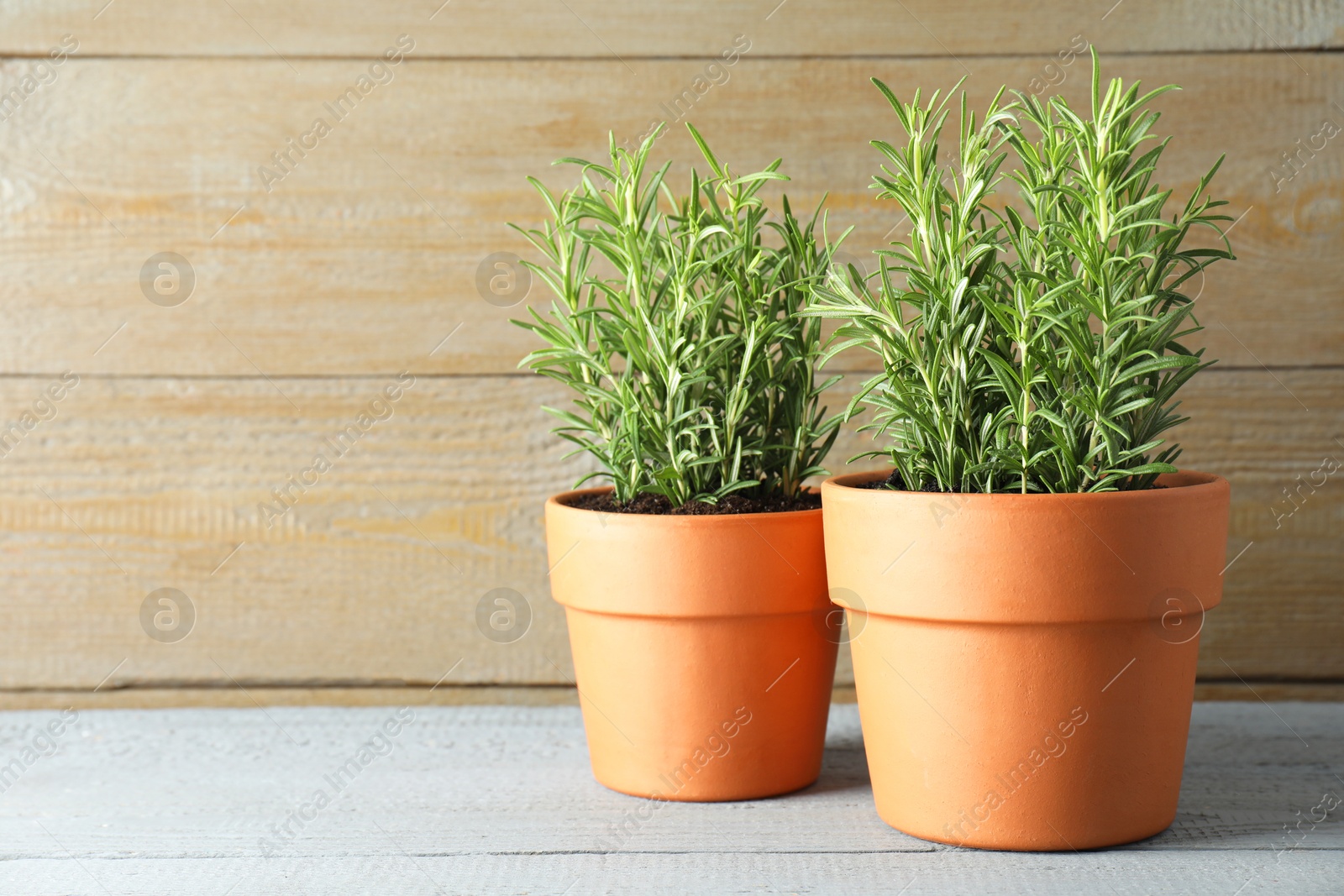 Photo of Rosemary plants growing in pots on grey wooden table, space for text. Aromatic herb