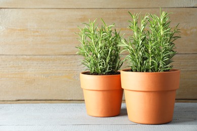 Photo of Rosemary plants growing in pots on grey wooden table, space for text. Aromatic herb