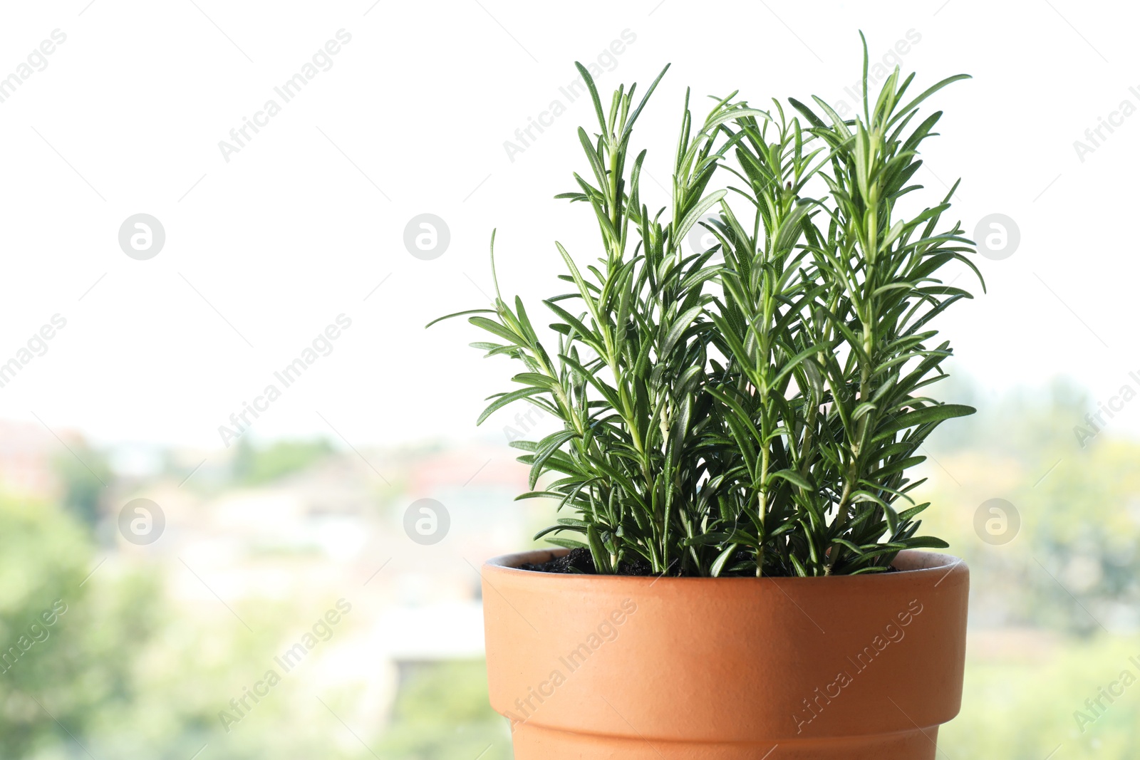 Photo of Rosemary plant growing in pot near window, space for text. Aromatic herb