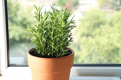 Photo of Rosemary plant growing in pot near window, closeup. Aromatic herb