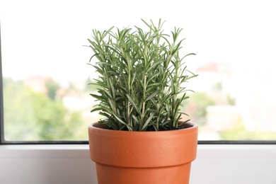 Photo of Aromatic rosemary plant in pot near window indoors, closeup