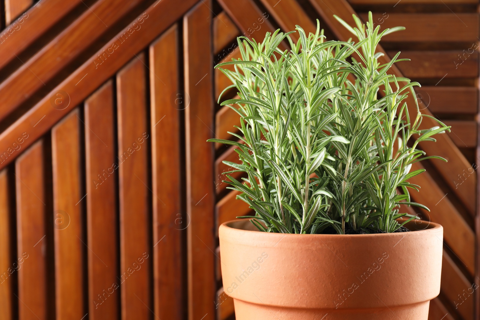 Photo of Aromatic rosemary plant in pot against wooden background, closeup. Space for text