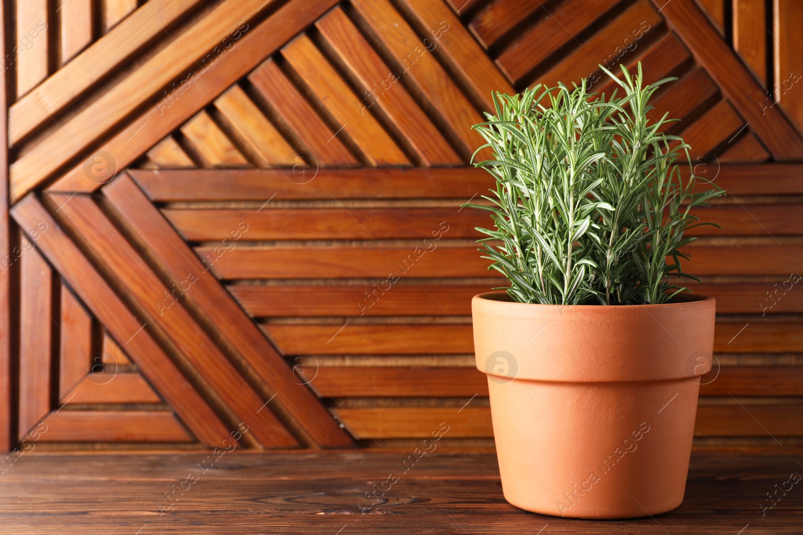 Photo of Aromatic rosemary plant in pot on wooden table, space for text