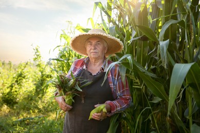 Photo of Senior farmer picking fresh ripe corn outdoors