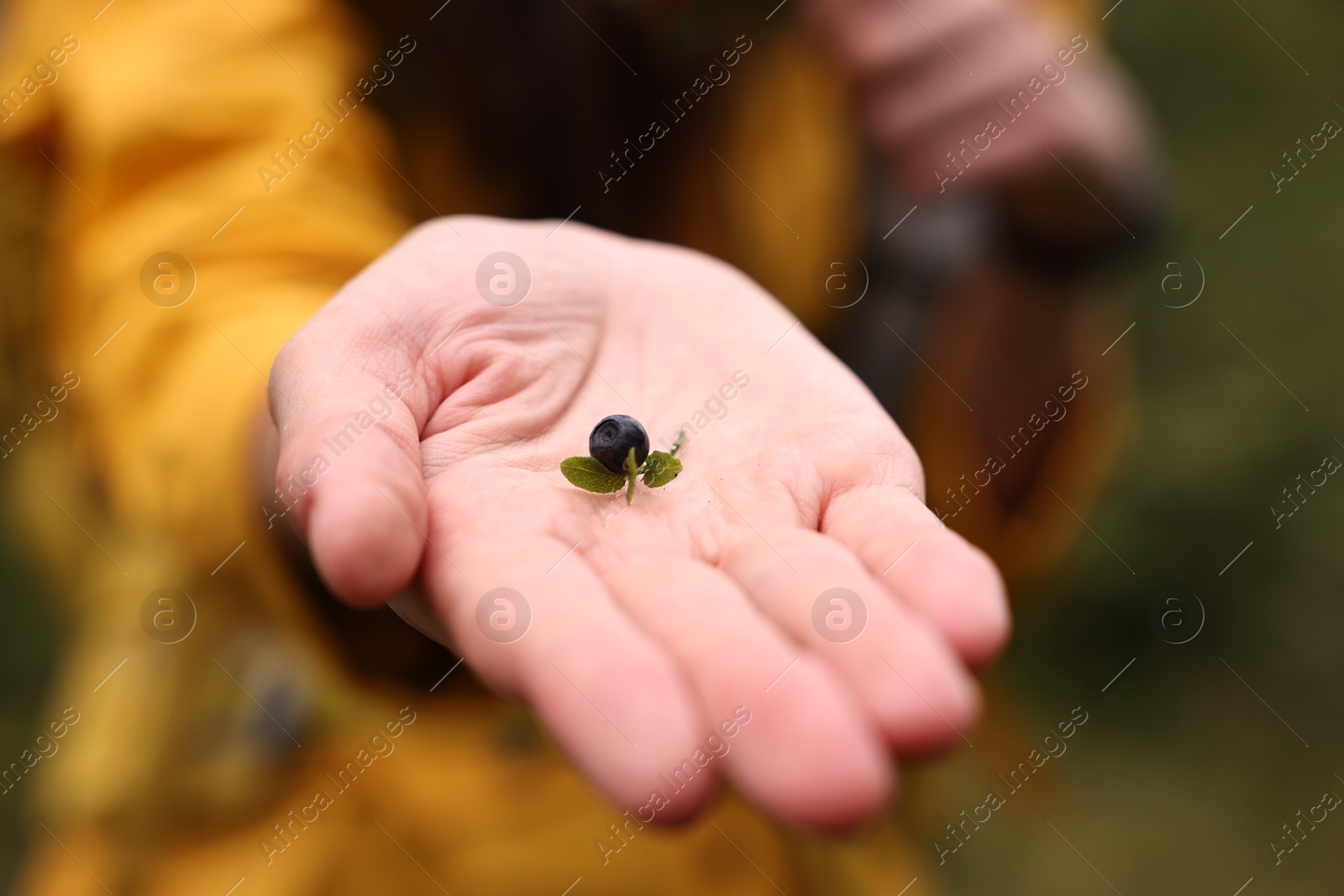 Photo of Woman holding tasty wild bilberry outdoors, closeup