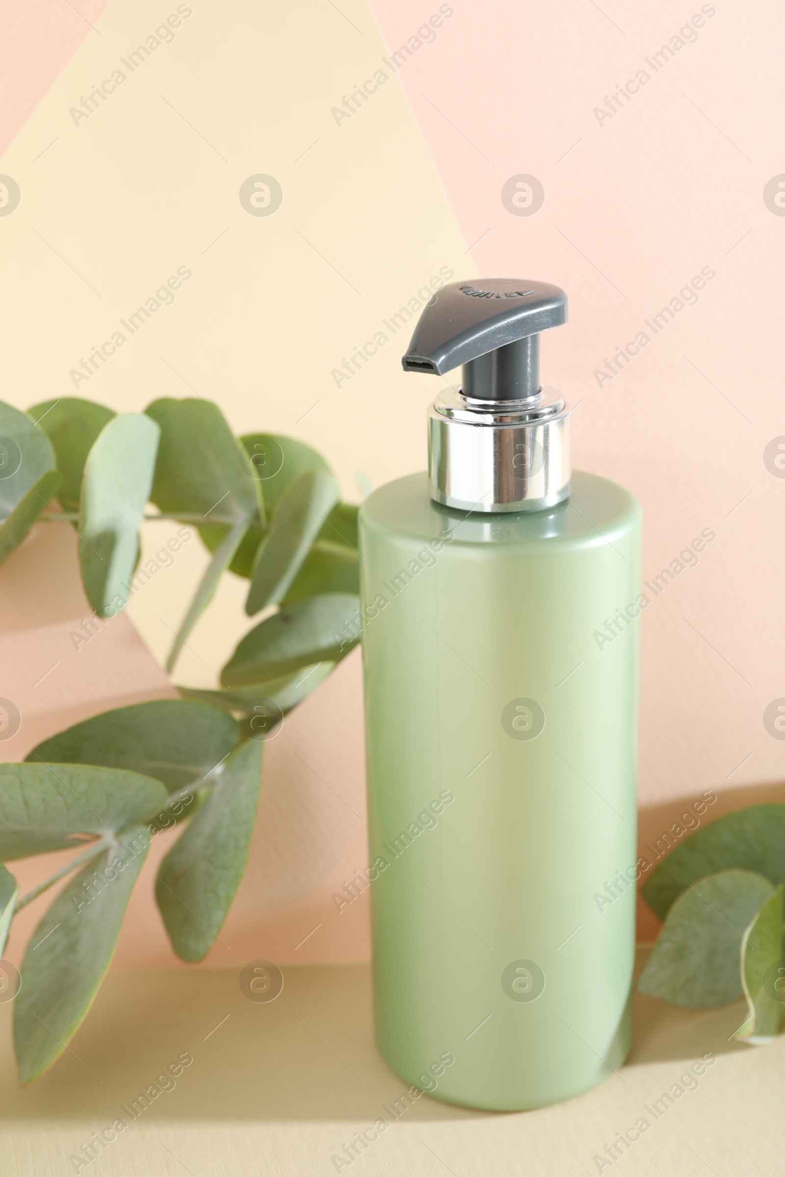 Photo of Shampoo in bottle and green eucalyptus leaves on color background