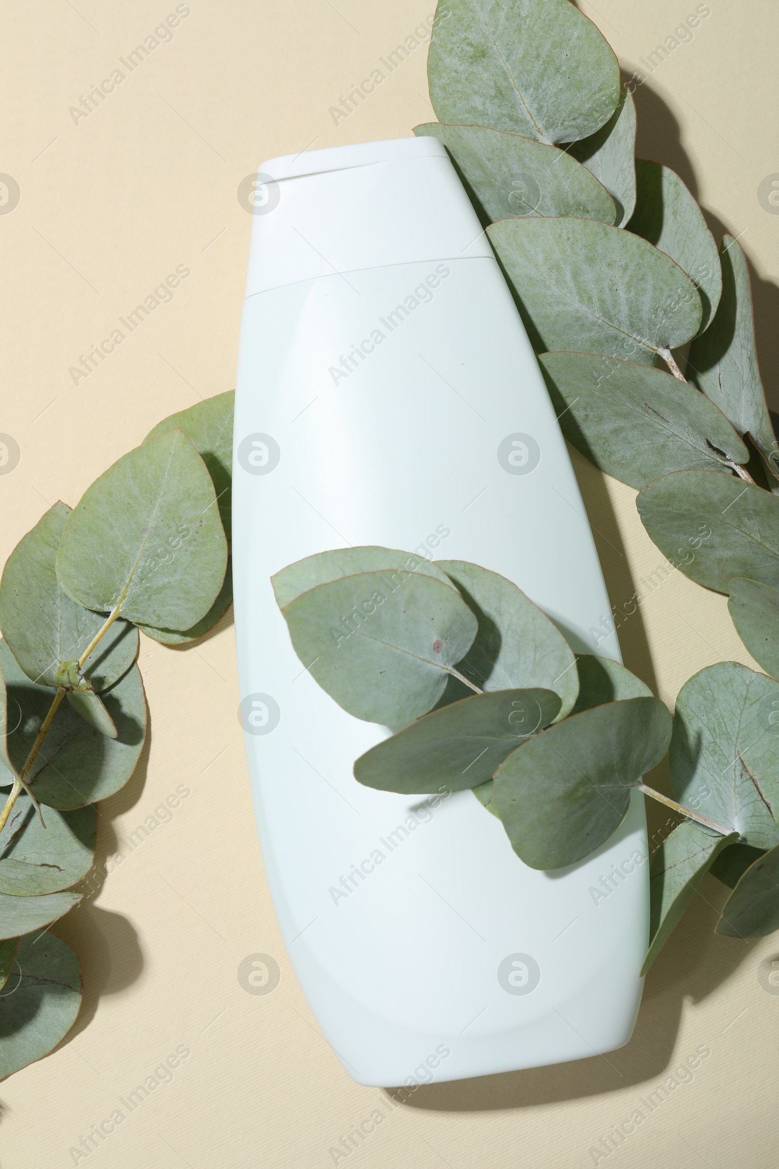 Photo of Shampoo in bottle and green eucalyptus leaves on beige background, top view