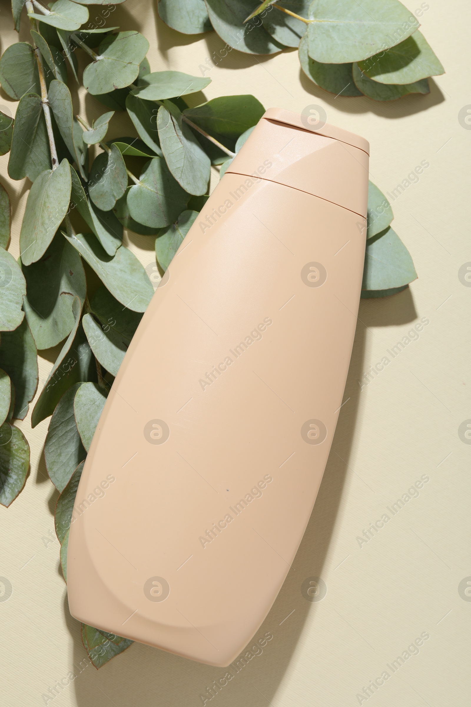 Photo of Shampoo in bottle and eucalyptus leaves on beige background, top view