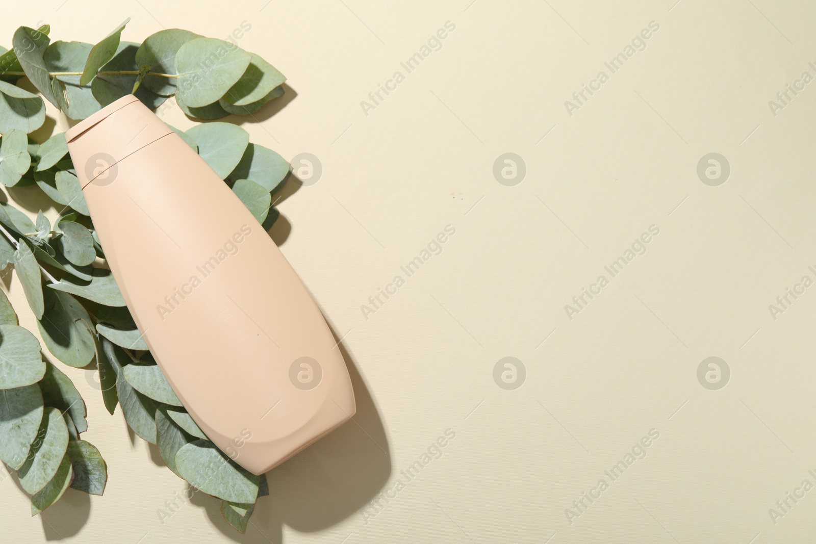 Photo of Shampoo in bottle and green eucalyptus leaves on beige background, top view. Space for text