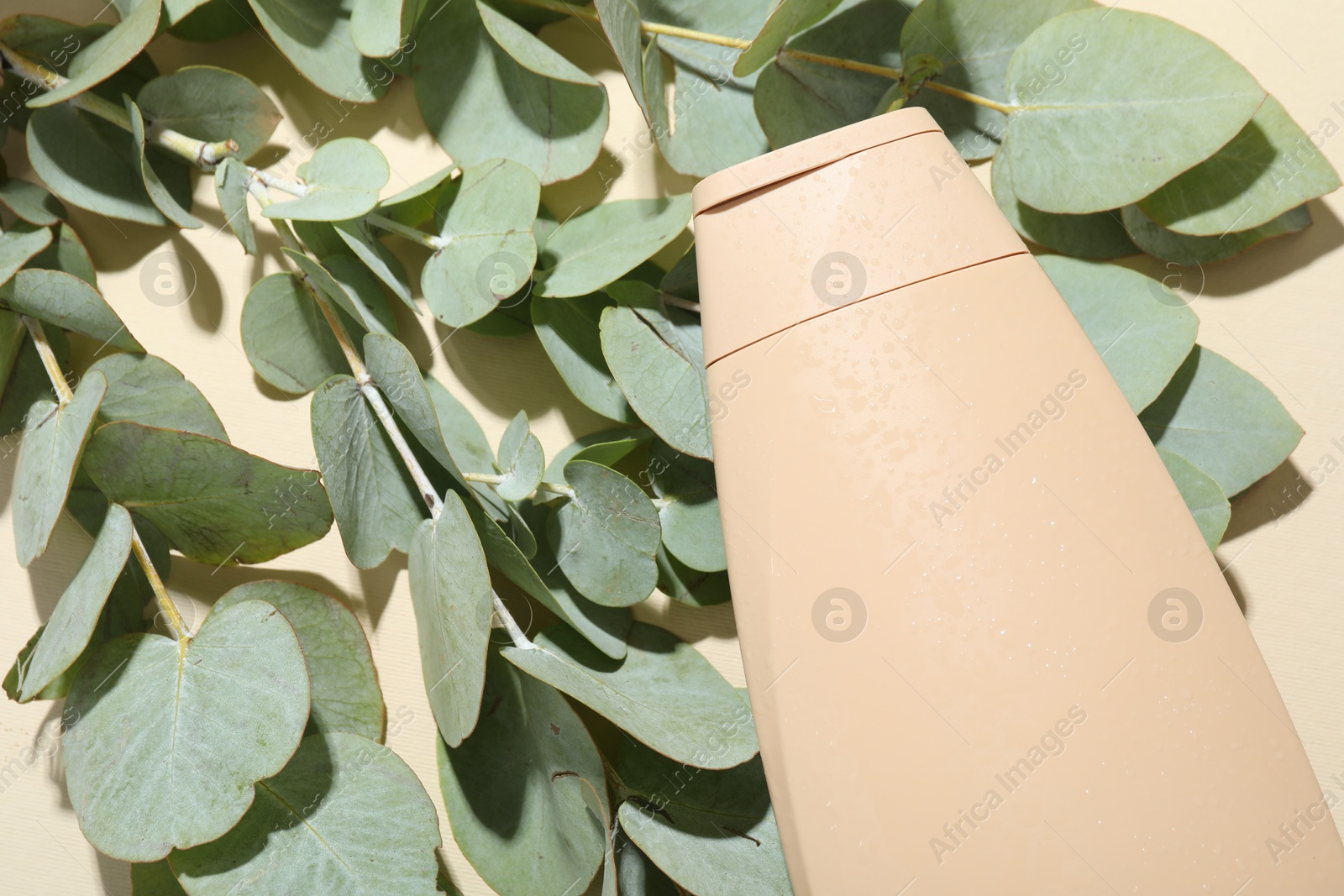 Photo of Shampoo in bottle and eucalyptus leaves on beige background, top view