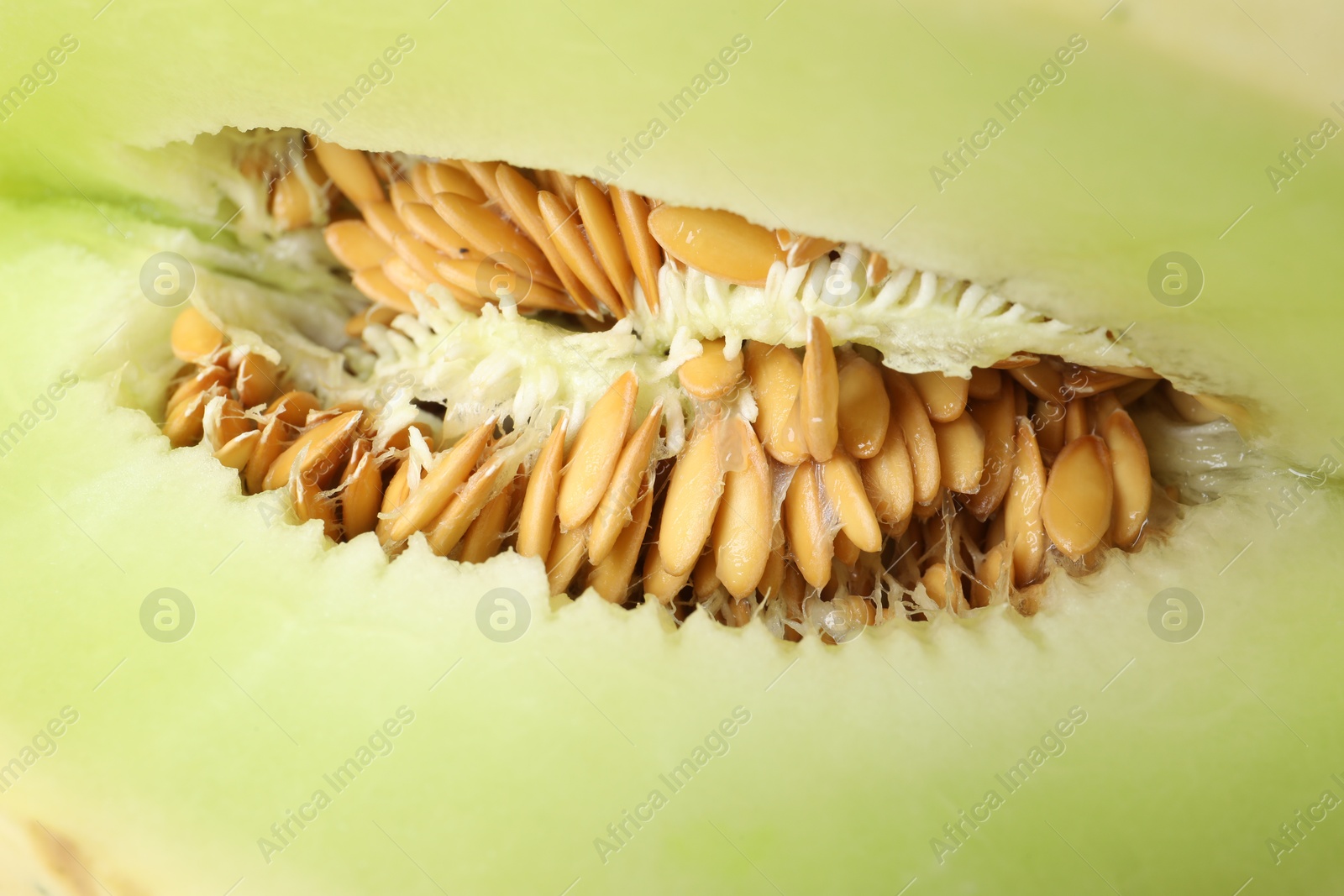 Photo of Cut fresh ripe honeydew melon as background, closeup