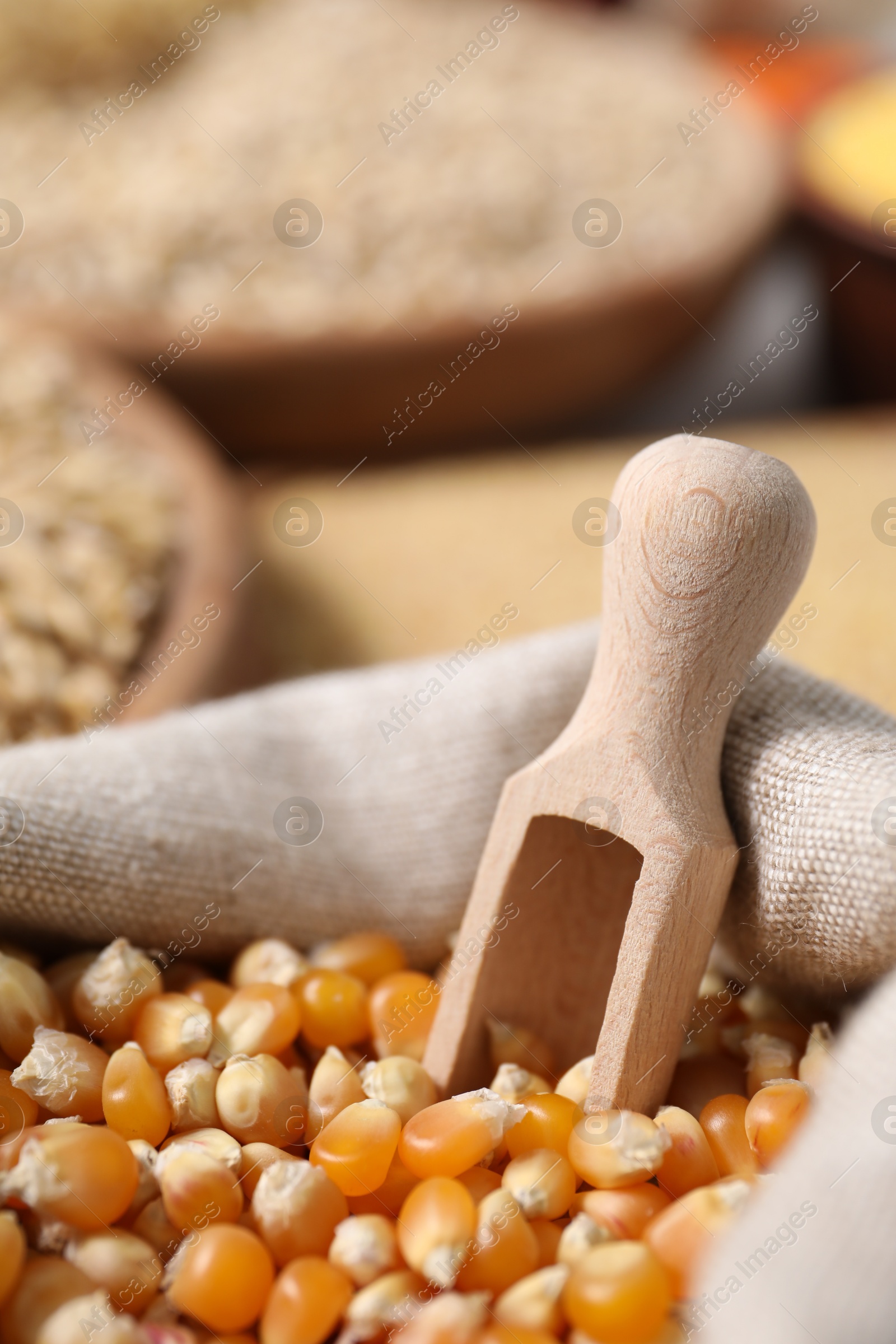 Photo of Dry corn kernels in sack with scoop, closeup