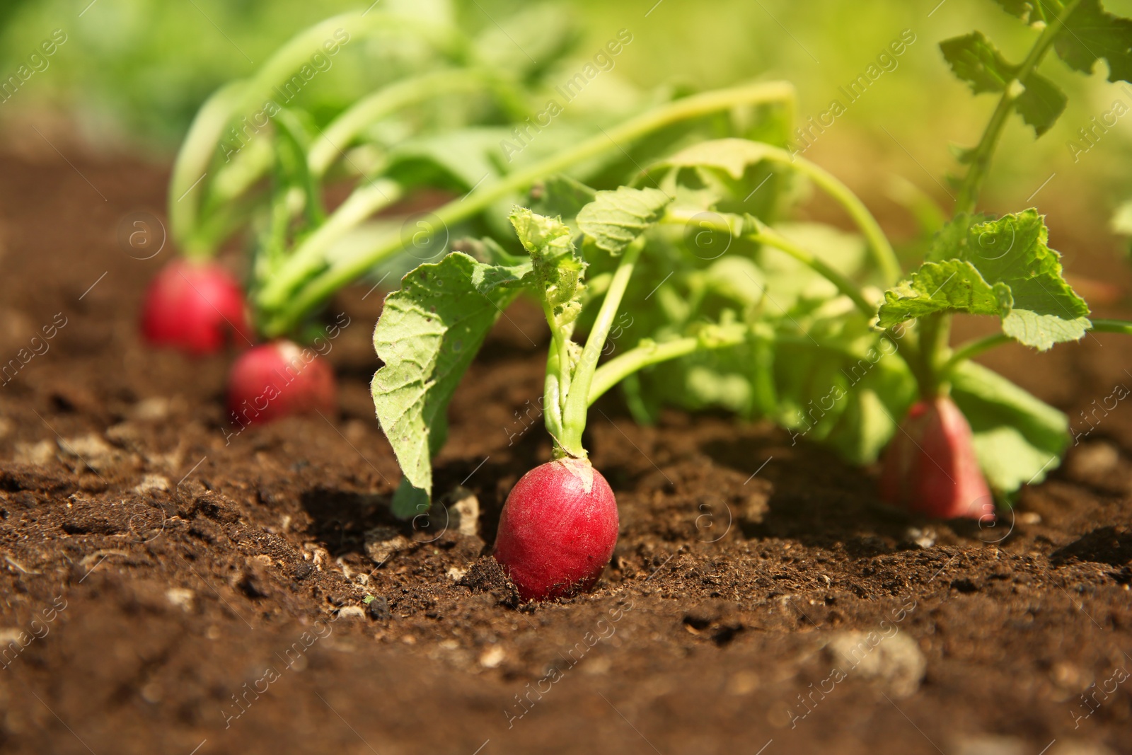 Photo of Organic radishes growing in garden on sunny day