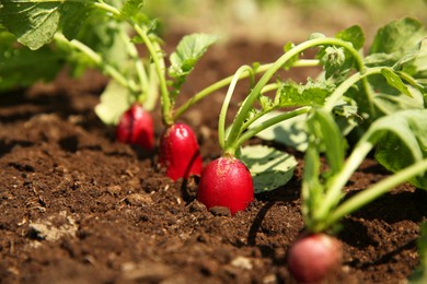 Photo of Organic radishes growing in garden on sunny day