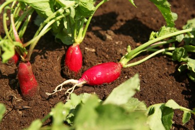 Organic radishes growing in garden on sunny day