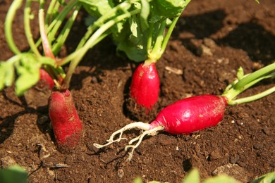 Photo of Organic radishes growing in garden on sunny day