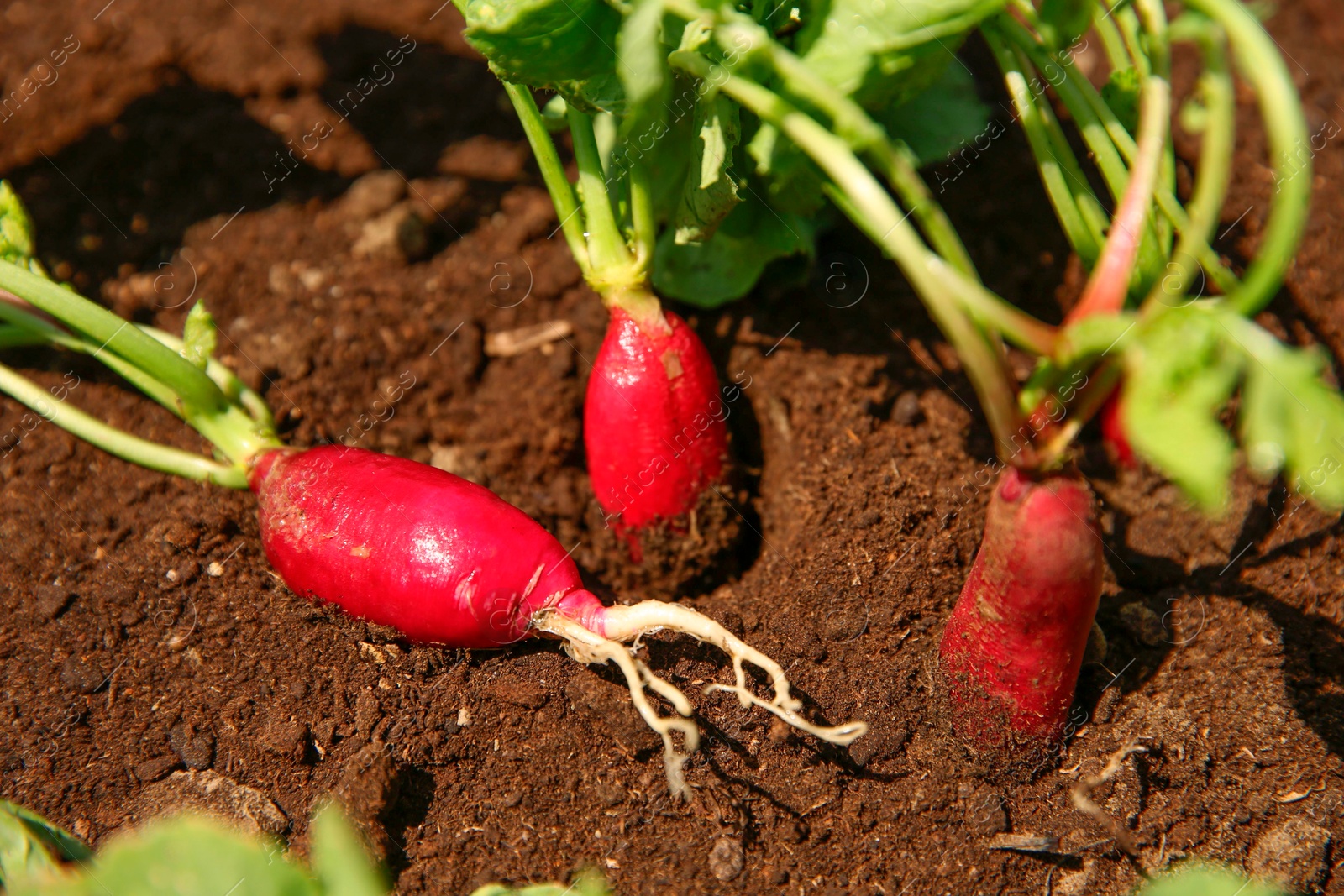 Photo of Organic radishes growing in garden on sunny day