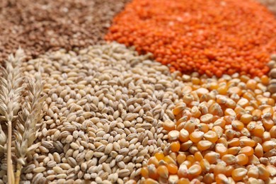 Photo of Different types of legumes and cereals as background, closeup