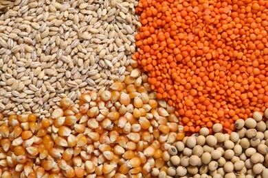 Photo of Different types of legumes and cereals as background, top view