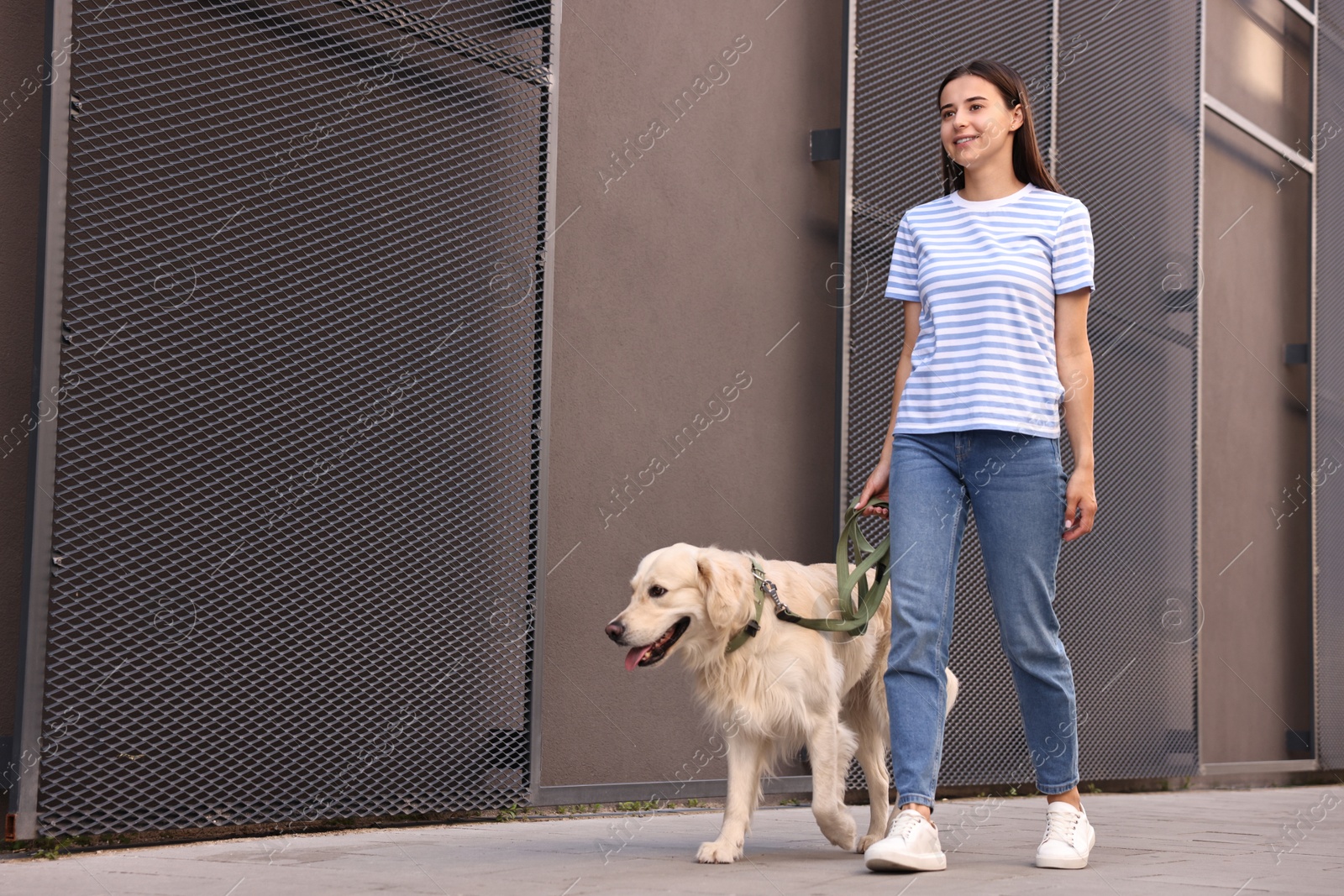 Photo of Happy owner walking with cute Golden Retriever dog outdoors, low angle view. Space for text