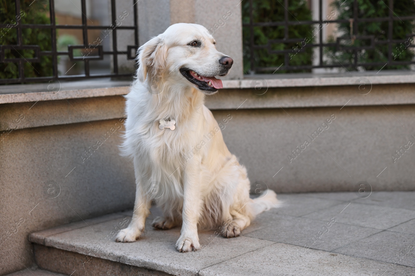 Photo of Cute Golden Retriever dog sitting on city street