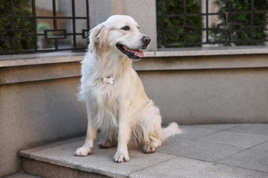 Photo of Cute Golden Retriever dog sitting on city street