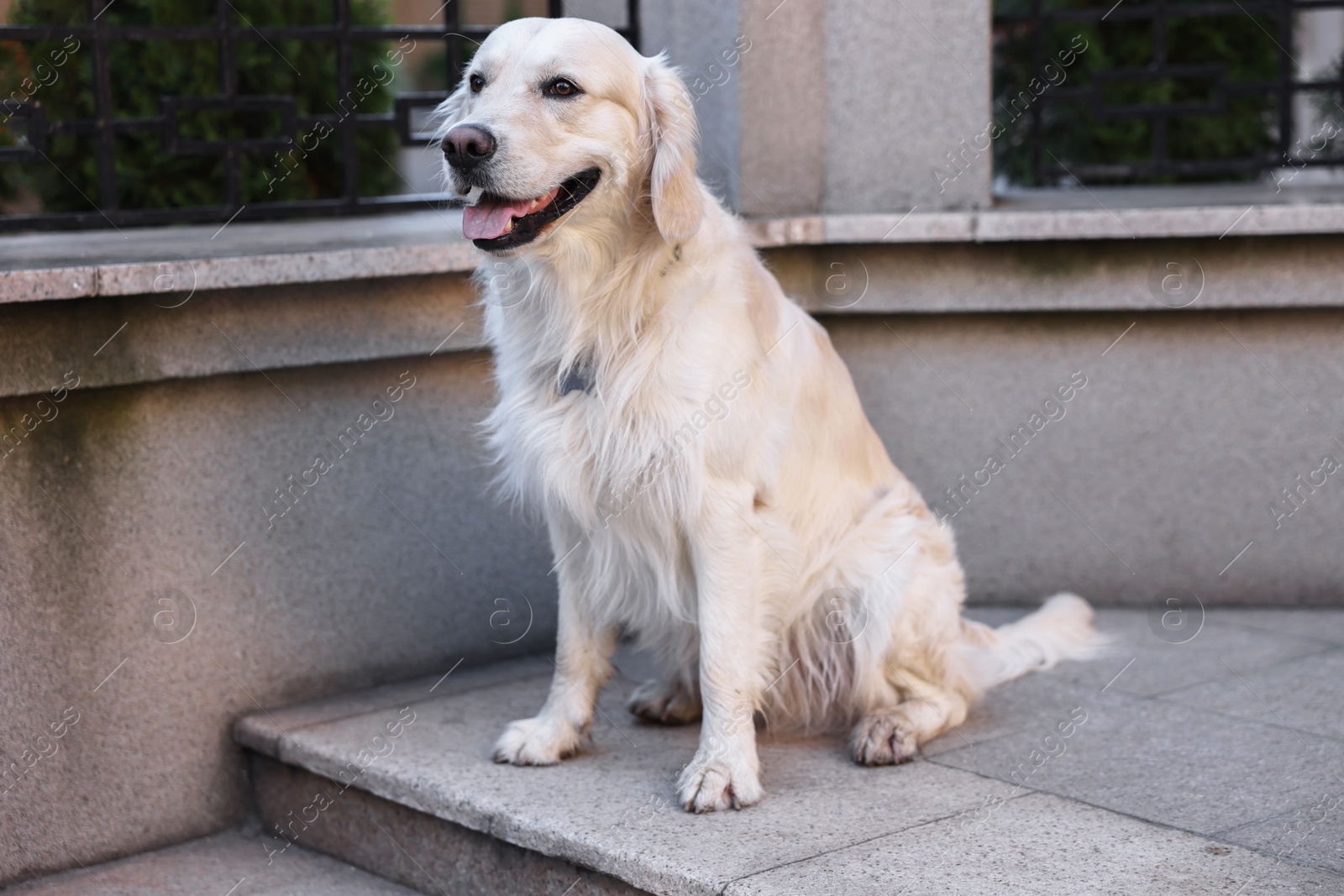 Photo of Cute Golden Retriever dog sitting on city street