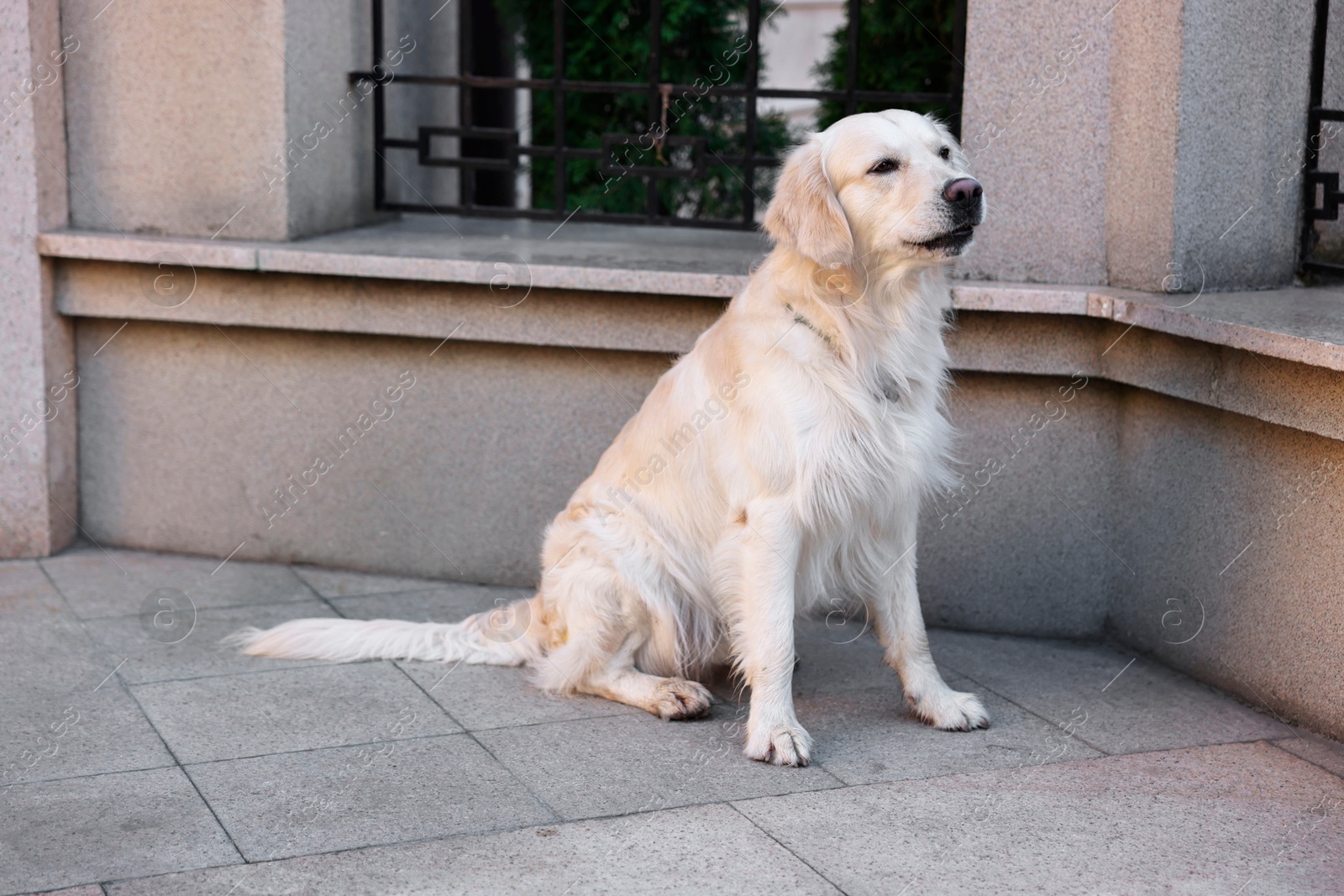 Photo of Cute Golden Retriever dog sitting on city street