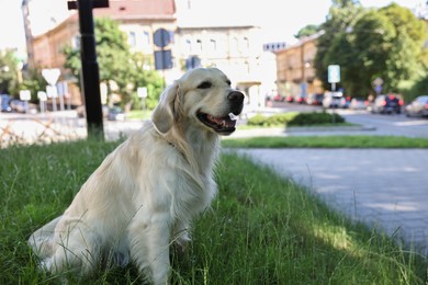 Photo of Cute Golden Retriever dog sitting on green grass outdoors. Space for text