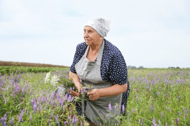 Photo of Senior woman picking wildflowers for tincture in meadow