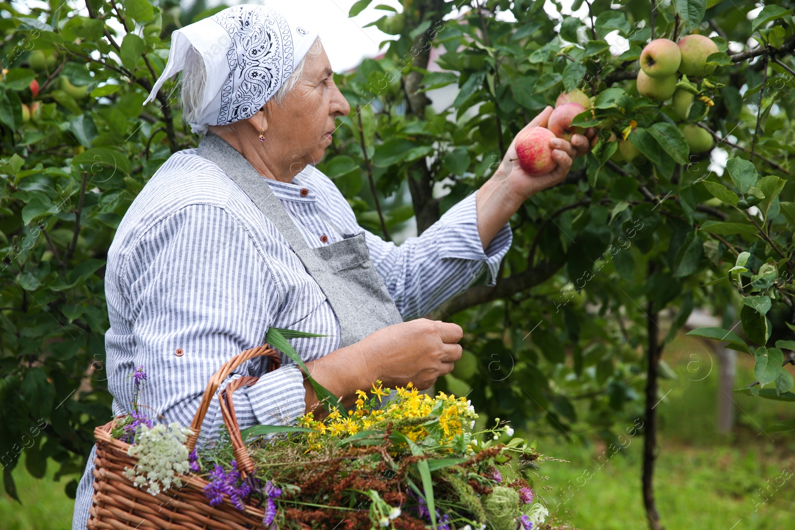 Photo of Senior woman picking ripe apples from tree outdoors