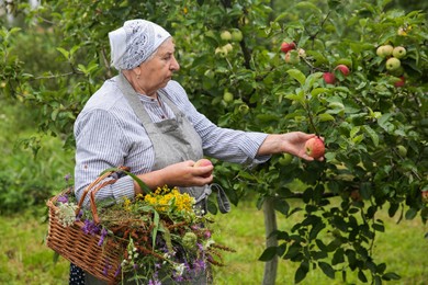 Senior woman picking ripe apples from tree outdoors