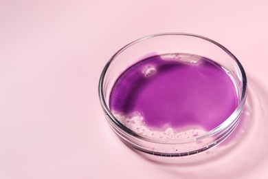 Petri dish with sample on pink background, closeup. Space for text