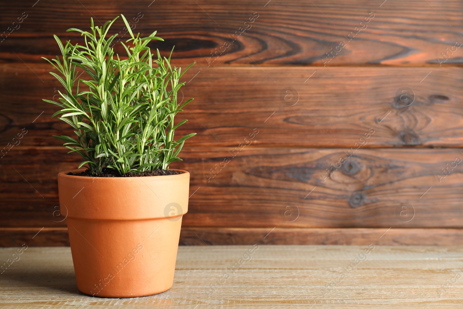 Photo of Rosemary plant growing in pot on wooden table, space for text. Aromatic herb