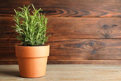 Photo of Rosemary plant growing in pot on wooden table, space for text. Aromatic herb