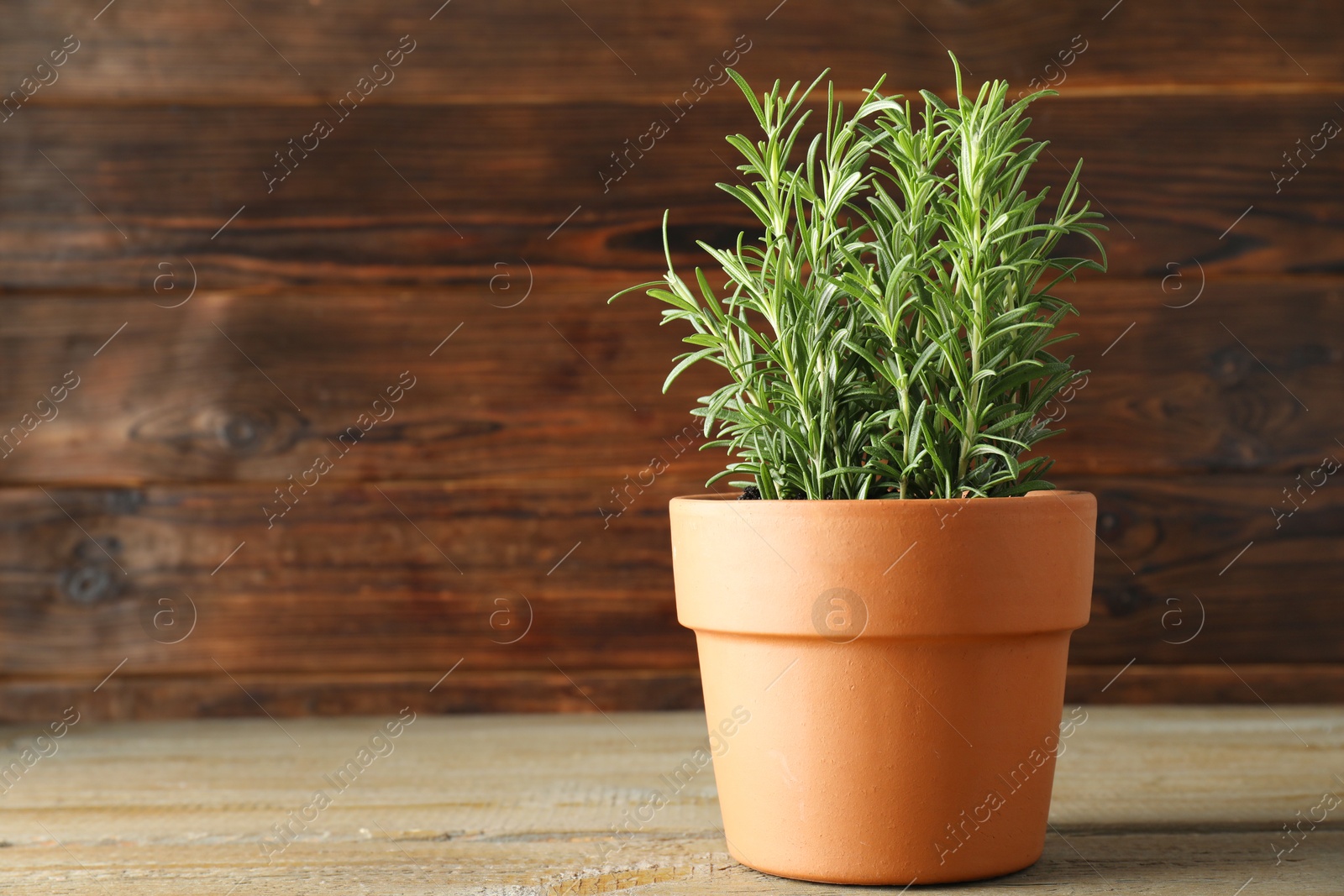 Photo of Rosemary plant growing in pot on wooden table, space for text. Aromatic herb