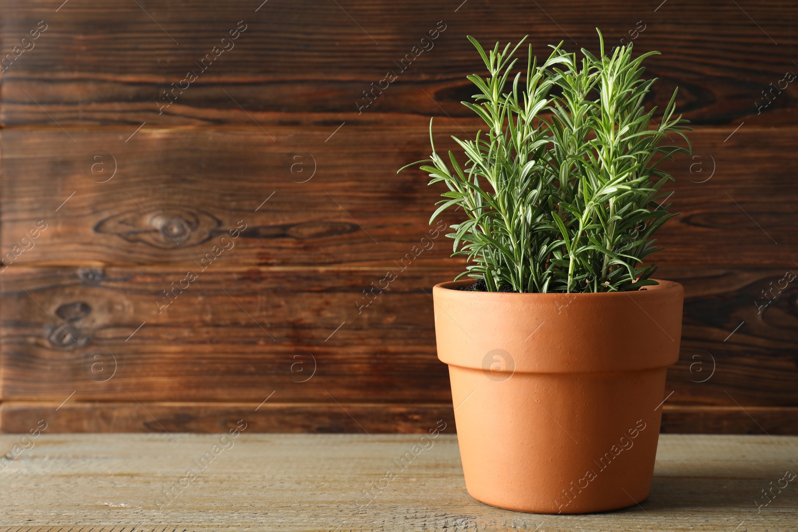 Photo of Rosemary plant growing in pot on wooden table, space for text. Aromatic herb