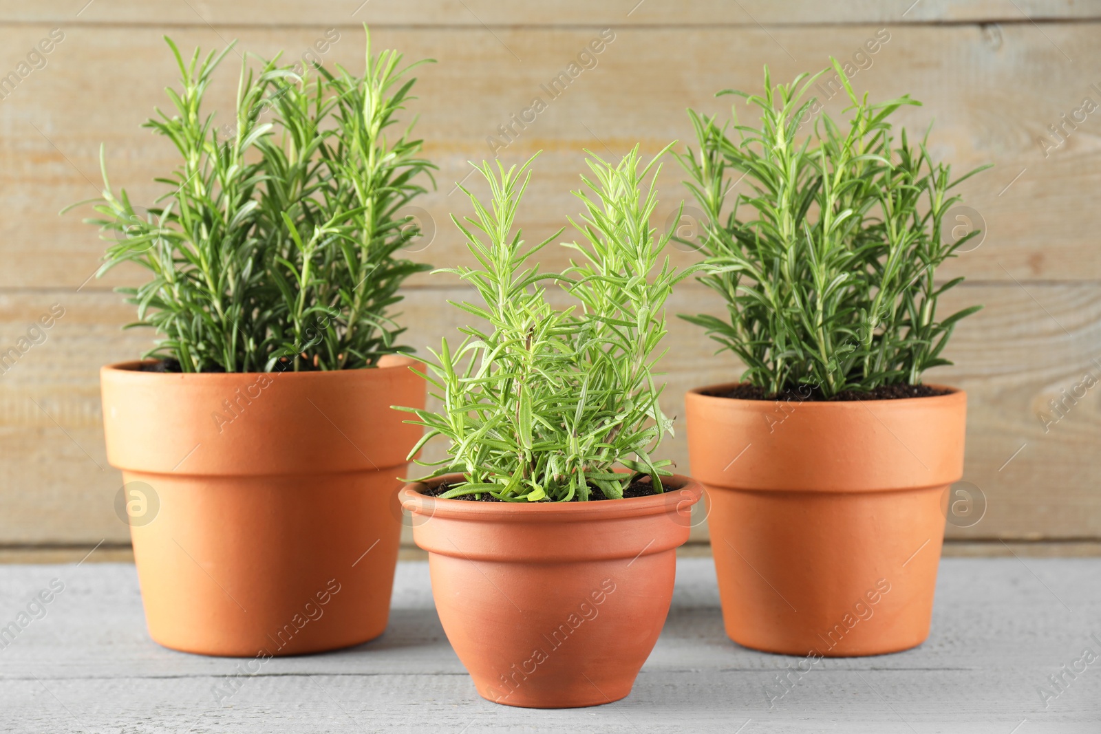 Photo of Rosemary plants growing in pots on grey wooden table. Aromatic herb