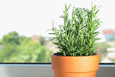 Photo of Rosemary plant growing in pot near window, space for text. Aromatic herb